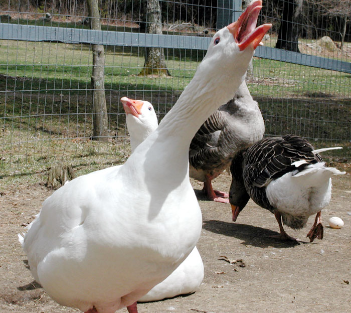 angry_goose_14apr2007.jpg