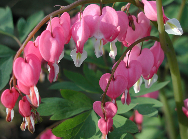 Title A Bleeding Heart flower in bloom